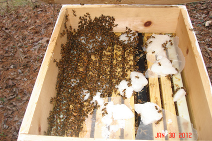 Bee Cluster During Winter