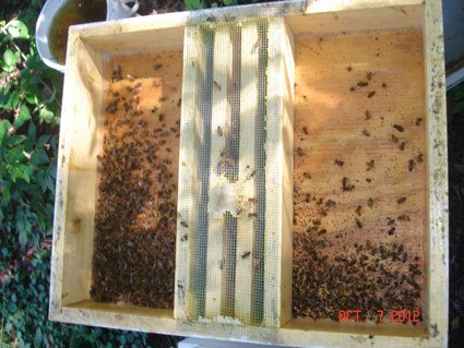 Hive Top Feeder