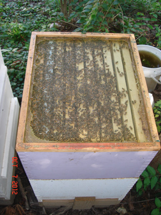 Bees Huddling To One Side