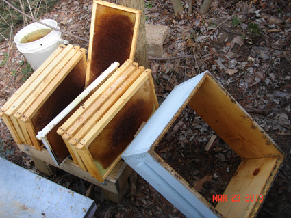 Cleanin Propolis