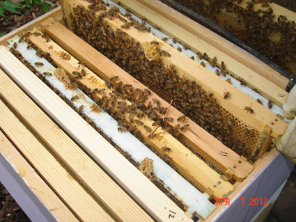 Fanning Honey Bees