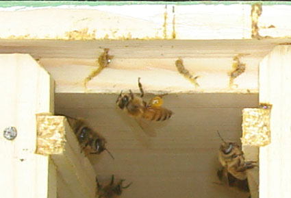 Bee Carrying Propolis