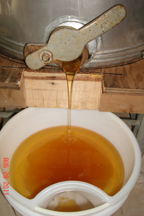 Honey Harvest