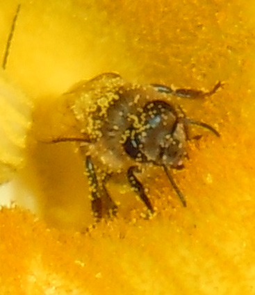 Pumpkin Pollen On Bee