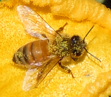 Pumpkin Pollen On Bee